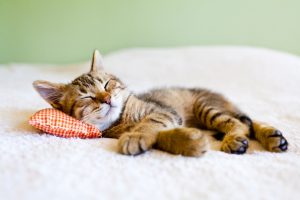Small Cat
