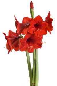 Red amaryllis on white background (Hippeastrum)
