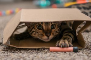 A purebred Bengal cat playing.