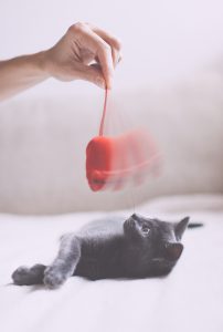 Teasing the kitten with mouse toy.