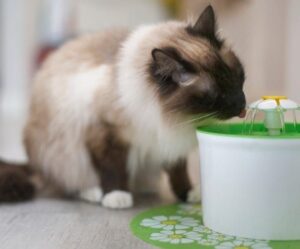 Birma-Katze trinkt an einem kleinen grünen Trinkbrunnen