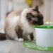 Birma-Katze trinkt an einem kleinen grünen Trinkbrunnen
