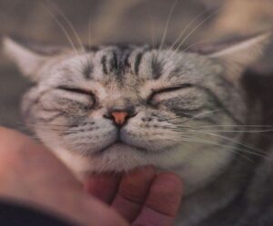 Nahaufnahme einer entspannt wirkenden, gestreiften Katze mit geschlossenen Augen