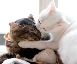 Zwei Katzen liegen eng beieinander, eine weiße legt die Pfote um eine getigerte