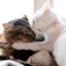 Zwei Katzen liegen eng beieinander, eine weiße legt die Pfote um eine getigerte