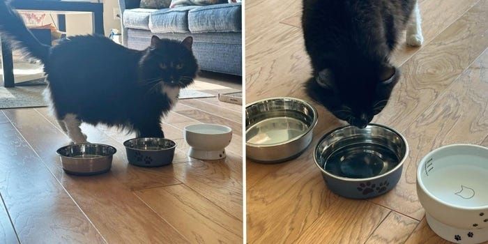 Schwarze Katze zwischen mehreren Wasser- und Futternäpfen auf Holzboden