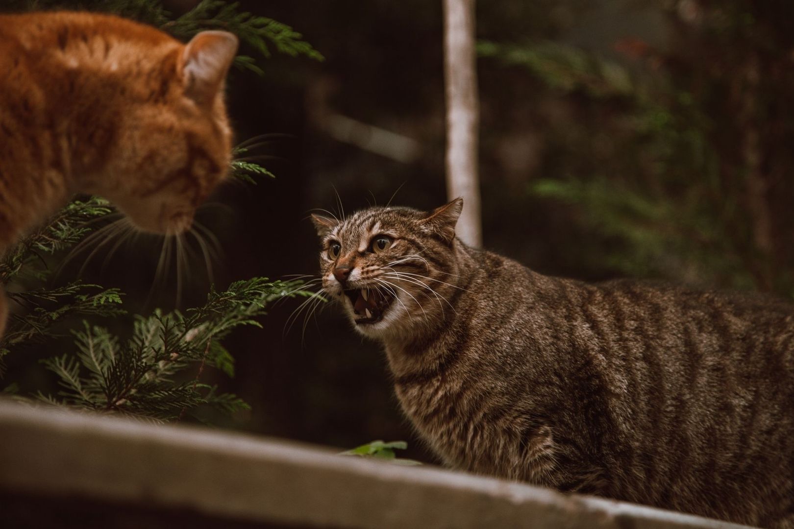 Zwei Katzen im Wald, eine fauchend und die andere im Hintergrund