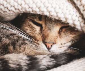 Nahaufnahme einer schlafenden Katze, eingekuschelt in eine helle Wolldecke